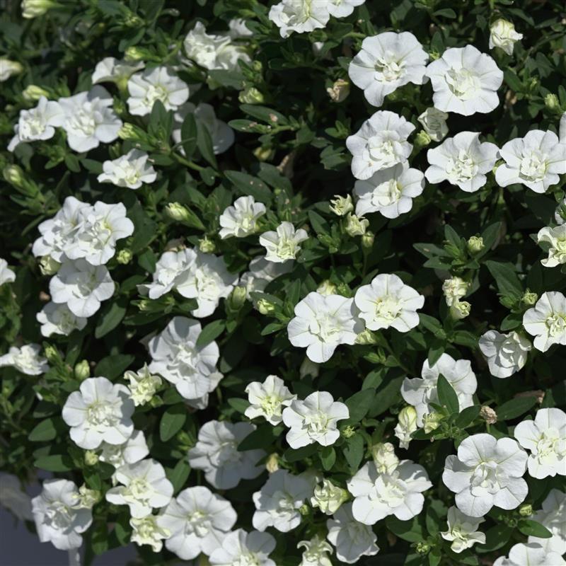 Calibrachoa Uno Double White `22